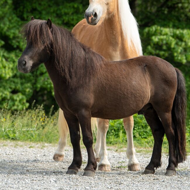 Pony Maxi sucht Bestplatz, Lena, Horses For Sale, Deutschlandsberg, Image 2