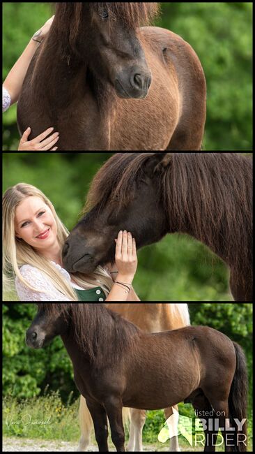 Pony Maxi sucht Bestplatz, Lena, Horses For Sale, Deutschlandsberg, Image 4