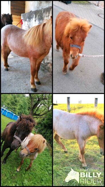 Pony Mini Shetty Mini-Shetlandpony Minishetty Freizeitpony, Julia Stahl, Horses For Sale, Bleicherode, Image 6