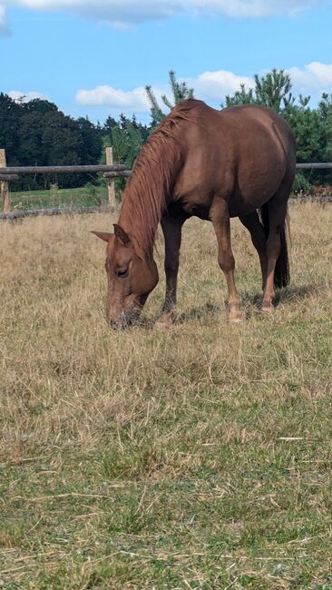 Ponymix Wallach - reitbarer Beisteller, Kim, Horses For Sale, Freystadt , Image 2