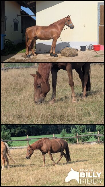 Ponymix Wallach - reitbarer Beisteller, Kim, Horses For Sale, Freystadt , Image 4