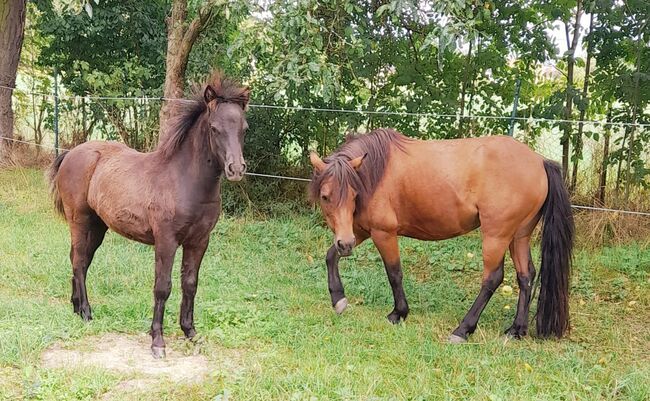 Pony- Mix - Jährling, Rudi , Pferd kaufen, Hirschstein, Abbildung 3