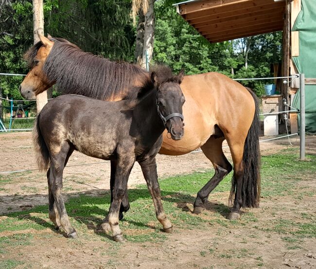 Pony- Mix - Jährling, Rudi , Pferd kaufen, Hirschstein, Abbildung 4