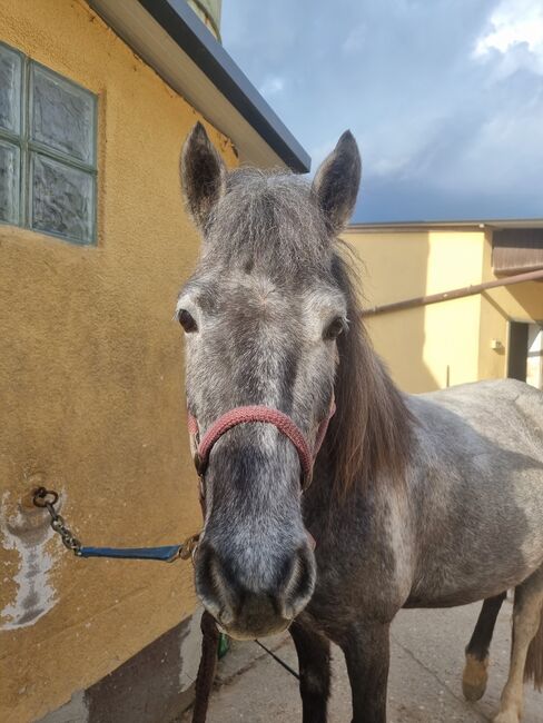 Ponymixstute, Dany, Horses For Sale, Schwarzenbruck