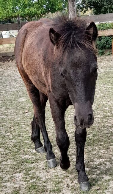 Pony- Mix - Jährling, Rudi , Konie na sprzedaż, Hirschstein