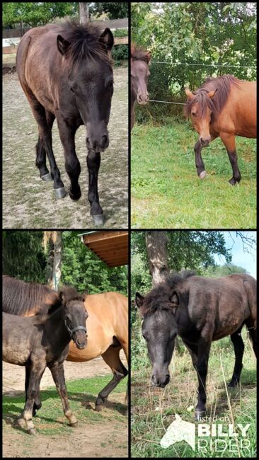 Pony- Mix - Jährling, Rudi , Konie na sprzedaż, Hirschstein, Image 6