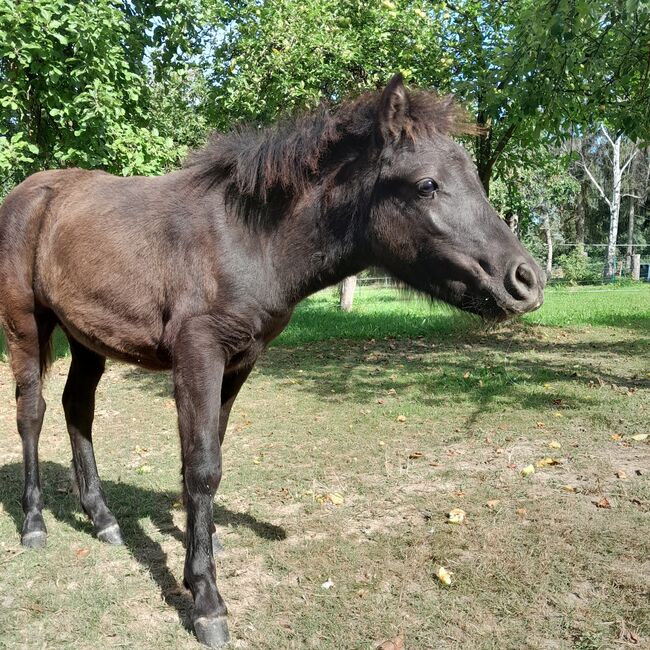 Pony- Mix - Jährling, Rudi , Konie na sprzedaż, Hirschstein, Image 5