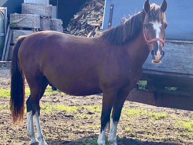 Reitpony Wallach, Hartleb Michaela, Horses For Sale, Rach