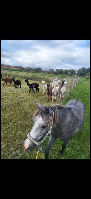 Pony Wallach, Pony, Horses For Sale, Emden, Image 3