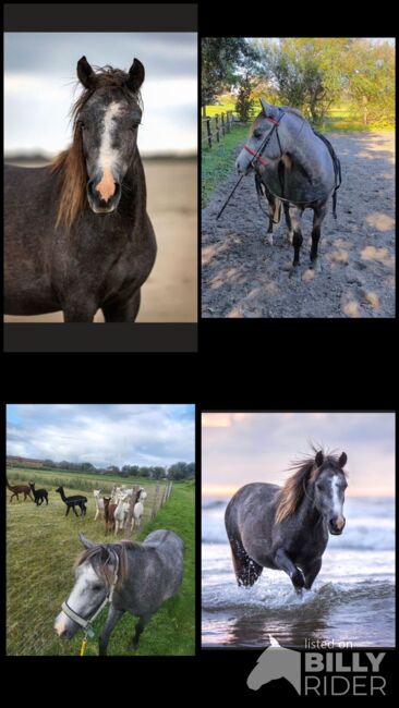 Pony Wallach, Pony, Horses For Sale, Emden, Image 9