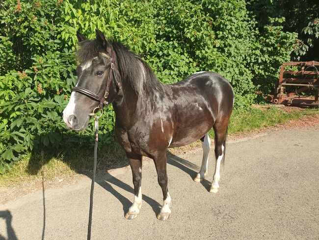 Pony Wallach, KL, Horses For Sale, Niederstetten , Image 2