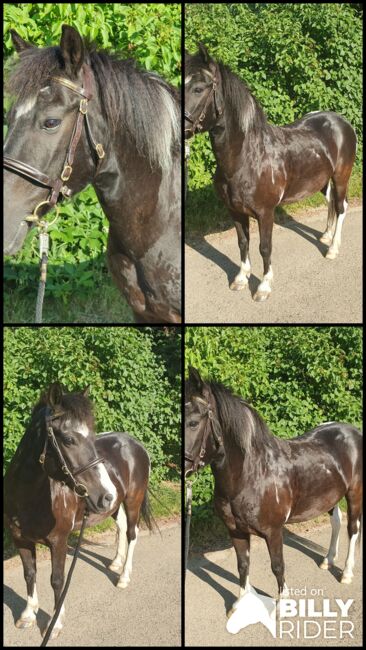 Pony Wallach, KL, Horses For Sale, Niederstetten , Image 6