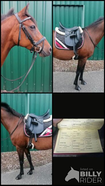 Pony Stute, Nina Knees, Pferd kaufen, Rendsburg , Abbildung 6