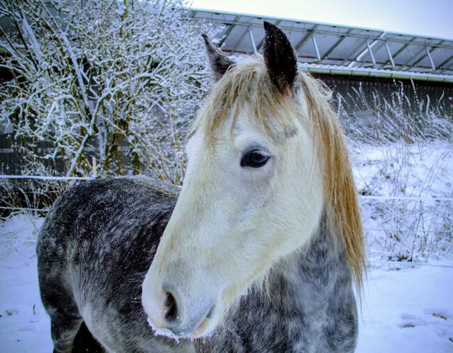 Pony, Stute, Ponymix, Sabine , Pferd kaufen, Löwenstedt
