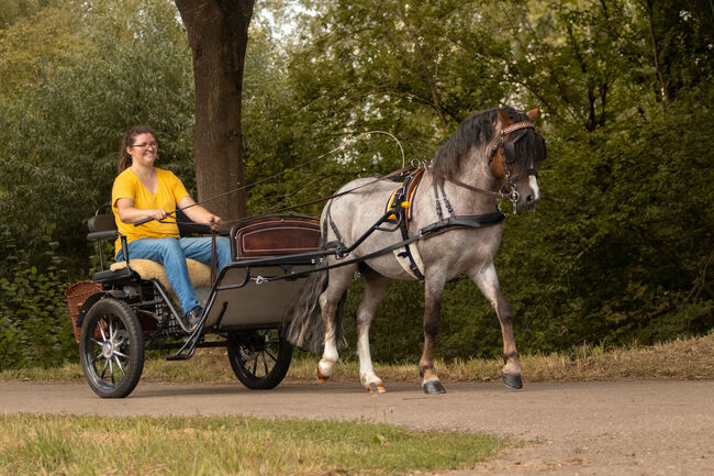 Pony Sulky/ Gig, KL, Carriages, Niederstetten 