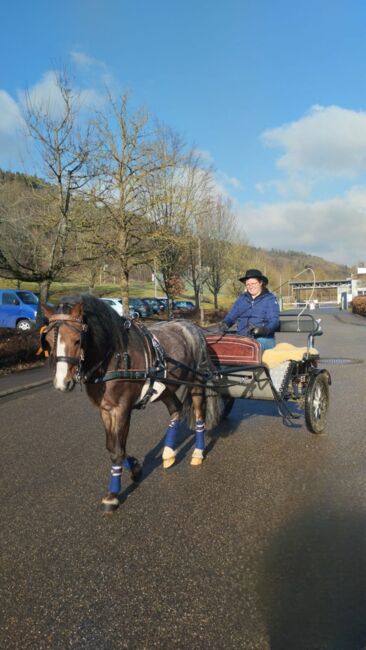 Pony Sulky/ Gig, KL, Carriages, Niederstetten , Image 3