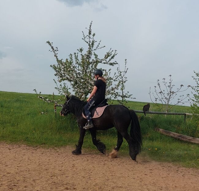 Pony Tinkerstute zu verkaufen, Christian, Horses For Sale, Mittelbach, Image 7