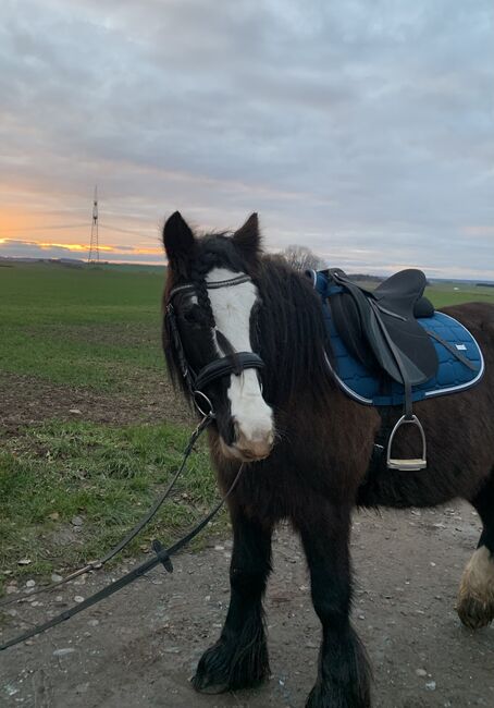 Pony Tinkerstute zu verkaufen, Christian, Horses For Sale, Mittelbach, Image 5