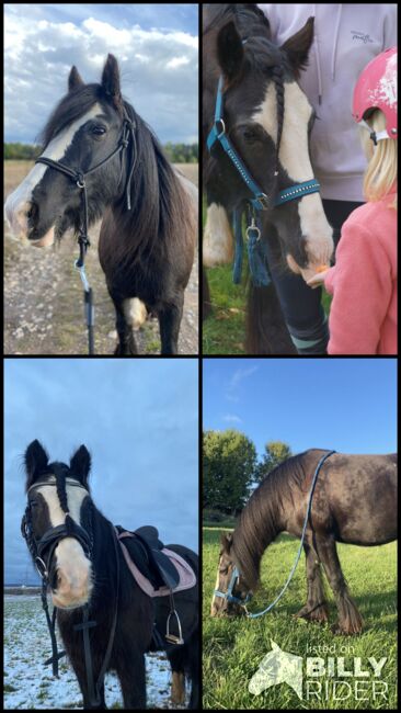 Pony Tinkerstute zu verkaufen, Christian, Horses For Sale, Mittelbach, Image 8