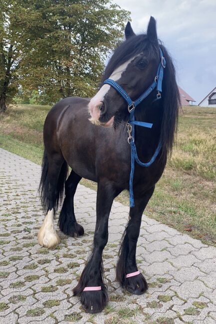 Pony Tinkerstute zu verkaufen, Christian, Pferd kaufen, Mittelbach, Abbildung 6