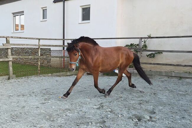 Pony zum ausbilden!, Barbara Granig, Horses For Sale, Unterwart, Image 4