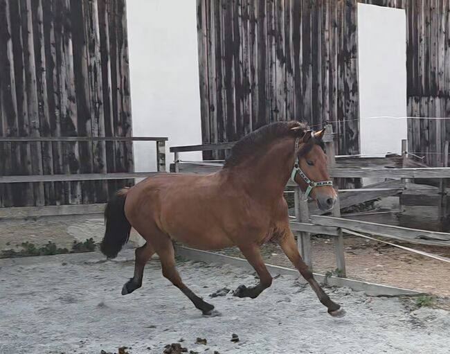 Pony zum ausbilden!, Barbara Granig, Horses For Sale, Unterwart, Image 6