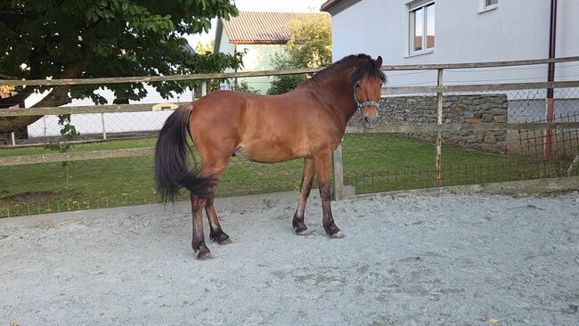 Pony zum ausbilden!, Barbara Granig, Horses For Sale, Unterwart, Image 7