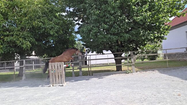 Pony zum ausbilden!, Barbara Granig, Horses For Sale, Unterwart, Image 8