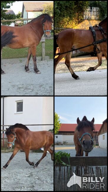Pony zum ausbilden!, Barbara Granig, Horses For Sale, Unterwart, Image 12
