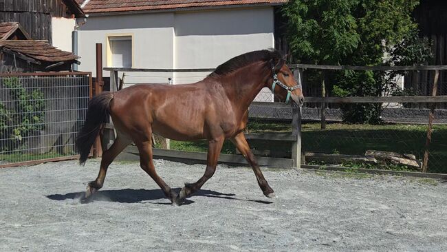 Pony zum ausbilden!, Barbara Granig, Horses For Sale, Unterwart, Image 9
