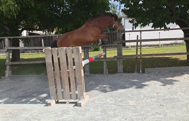 Pony zum ausbilden!, Barbara Granig, Horses For Sale, Unterwart, Image 10