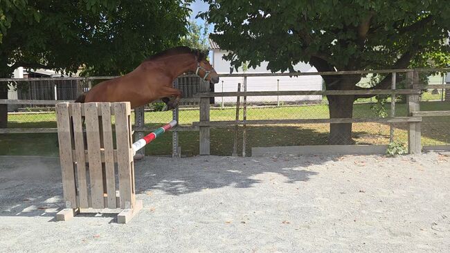Pony zum ausbilden!, Barbara Granig, Horses For Sale, Unterwart, Image 11
