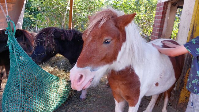 Pony Freunde gesucht, Tina, Horse Sharing, Döbeln, Image 2