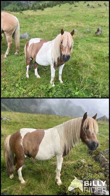 Pony Wallach Enzo, Melanie, Pferd kaufen, Mittersill, Abbildung 3