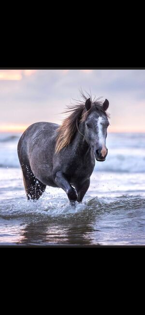 Pony Wallach, Pony, Pferd kaufen, Emden, Abbildung 4