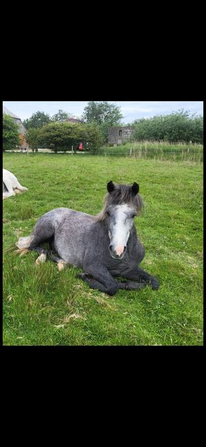 Pony Wallach, Pony, Pferd kaufen, Emden, Abbildung 8