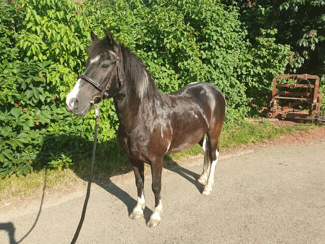 Pony Wallach, KL, Pferd kaufen, Niederstetten , Abbildung 3