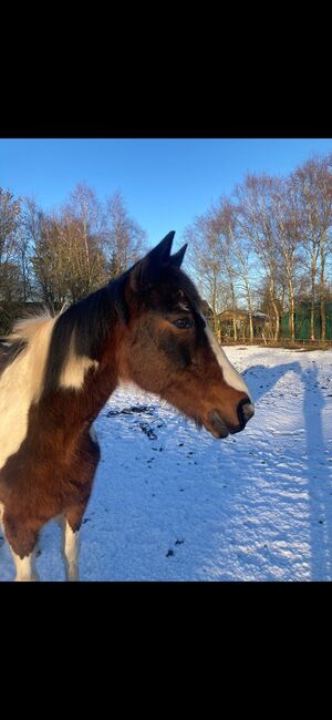 Pony wallach, Privat, Pferd kaufen, Saterland 