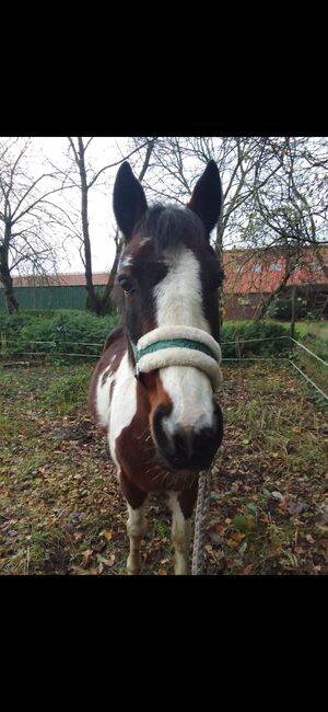 Pony wallach, Privat, Pferd kaufen, Saterland , Abbildung 4