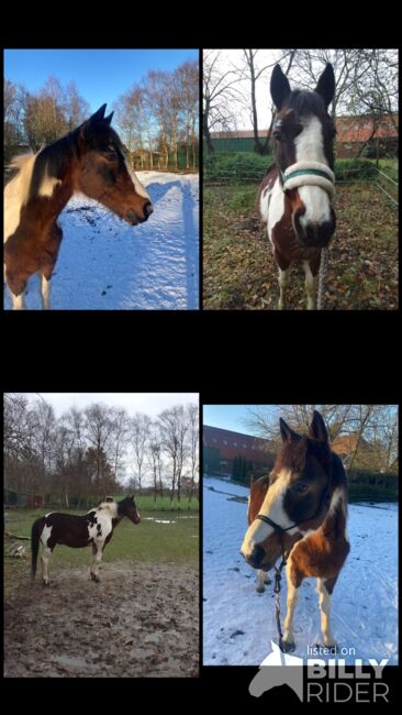 Pony wallach, Privat, Pferd kaufen, Saterland , Abbildung 6
