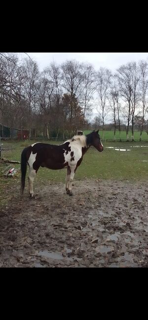 Pony wallach, Privat, Pferd kaufen, Saterland , Abbildung 5