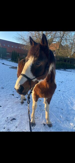 Pony wallach, Privat, Pferd kaufen, Saterland , Abbildung 2