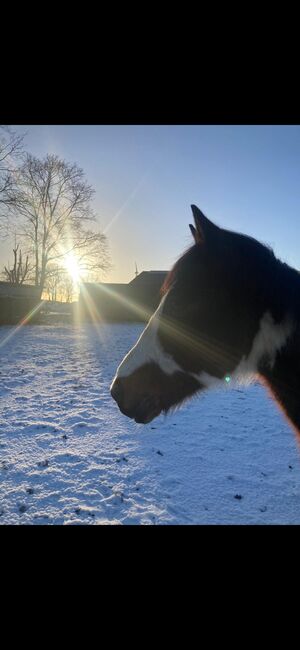 Pony wallach, Privat, Pferd kaufen, Saterland , Abbildung 3