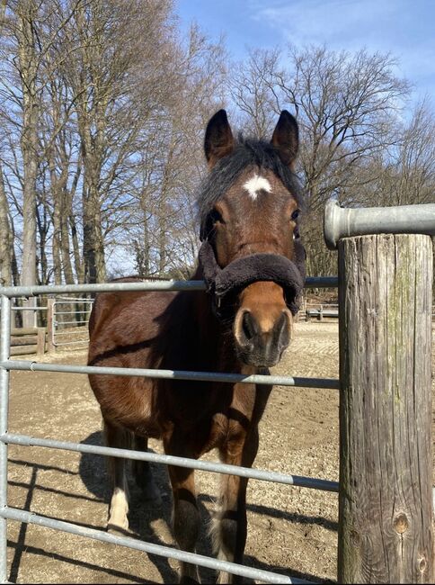 Pony Wallach, Nina Niederl, Pferd kaufen, Wetzelsdorf bei Jagerberg