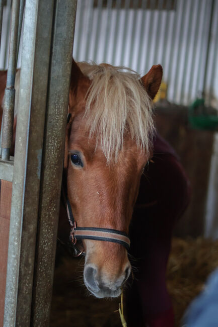 Pony Wallach, Reitpony, Springpony, Jennifer, Pferd kaufen, Gera, Abbildung 6