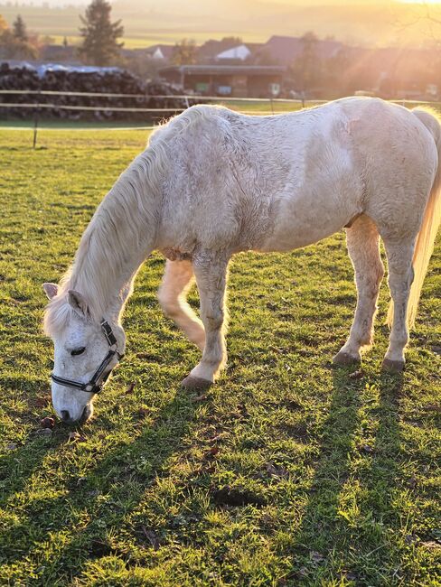 Pony sucht Bestplatz, Sarah, Horses For Sale, Lauterstein, Image 2