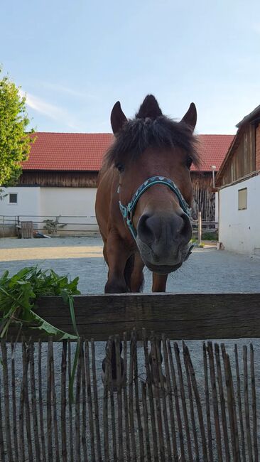 Pony zum ausbilden!, Barbara Granig, Pferd kaufen, Unterwart, Abbildung 5