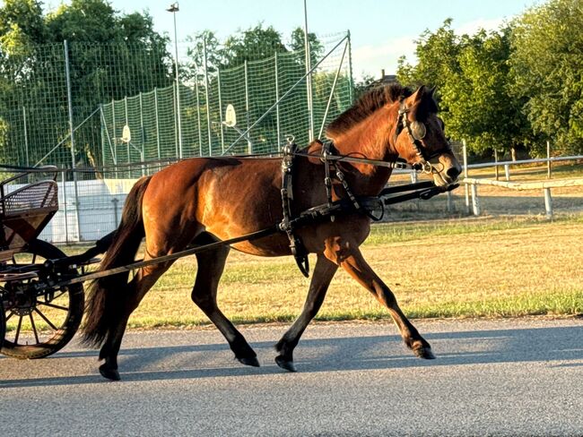 Pony zum ausbilden!, Barbara Granig, Pferd kaufen, Unterwart, Abbildung 3