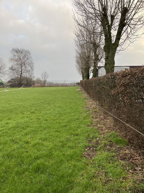 Ponybox Box frei Stallfrei 44627, LR, Horse Stables, Herne