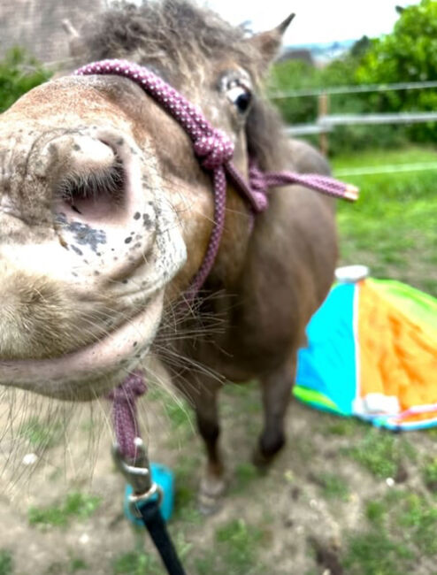 Ponybub sucht dringend erfahrenes liebevolles Zuhause, Ines, Pferd kaufen, Unterzögersdorf, Abbildung 4